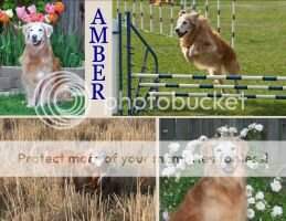 Timberline Calif Amber Flame AXP AJP