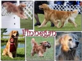 Int'l CH Hyegold Midsumr Knights Dream CCA ASCA-TD (AKC ptd.) Int'l CH Hyegold Midsumr Knights Dream CCA ASCA-TD (AKC ptd.)
