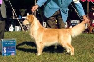 Steadmor's Uptown Girl Delta Therapy Dog