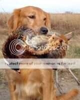 Amigold Dukes Takem
