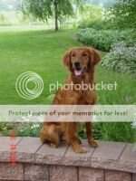 RedMark's Galloping Galen