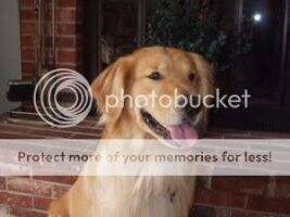 Tuckers Golden Fury