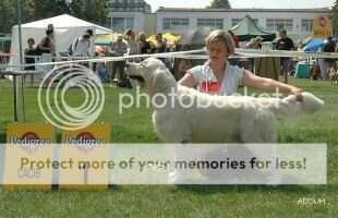 CH.PL./RUS/LV/LT/UA Club Winner `06 Funt Gordius