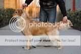 Gladys of Golden Resplendence Kennel