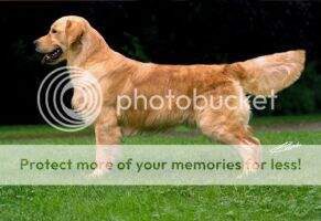 UK SH. CH. Royal Crest Gold-N Seven Up at Lorinford UK SH. CH. Royal Crest Gold-N Seven Up at Lorinford