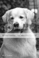 EW''05, Multi.Ch. Arko vom Rheingauer Forst EW''05, Multi.Ch. Arko vom Rheingauer Forst