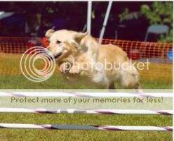 Golden Joy's Delta Bark CCA