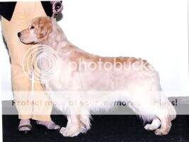 Belhaven RHF My Beamish Boy Belhaven RHF My Beamish Boy