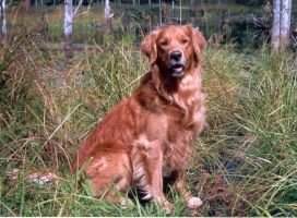 HRCH UH Rippling Run Sweetwater Riley