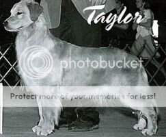 Hillock's Elizabear Taylor