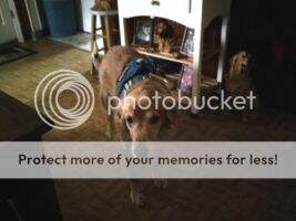 Eberly's Miracle From Nugget Service Dog