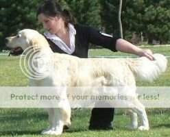 NZ CH/Aus CH Montego Pendragon's Quest