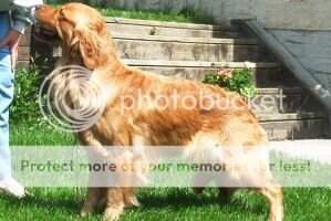 Mygolden's Reflections