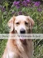 HRCH UCD Passion's Lakota Dreamer