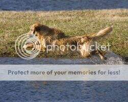 Morninglo Merichase Take Aim