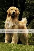 Gr.Ch.Int.Pan Golden Trip's Victoria Ultimate Sensation