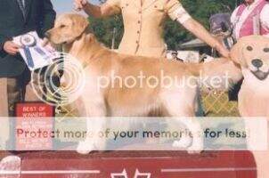 Int'l CH Karagold's Sir Benson Hedge