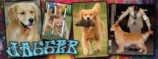 AKC/UKC/INT'L CH HRCH UH U-CD Deauxquest Midknight Rambler GN RAE3 OF VCM