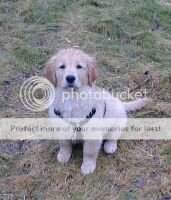 Briggs' Amber Belle CCA