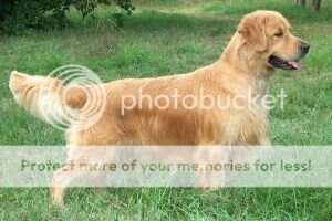 Dual CH. et Royal Crest Gold-N Dream Skipper Dual CH. et Royal Crest Gold-N Dream Skipper