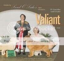 Gowrielea Land O Lakes Valiant Gowrielea Land O Lakes Valiant