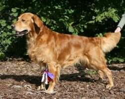 Sungold Fonzy Fast Foot