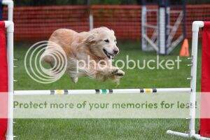 C-ATCH Stonehedge Hades Lady Sadie AJP CCA