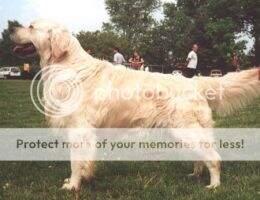 HCH 99'Ch of Ch HJCH Bk.HCH Eu.Cup.Winner Kalocsahazi Lessi Ability Test Working Test Breed Exhibition HCH 99'Ch of Ch HJCH Bk.HCH Eu.Cup.Winner Kalocsahazi Lessi Ability Test Working Test Breed Exhibition
