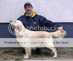 Erdoskerti Amarilla Ability Test, Breed Exhibition