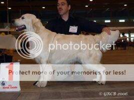 NLVCh rVWW Gunhills Dancing Dexter NLVCh rVWW Gunhills Dancing Dexter