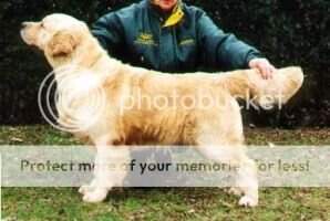 Rossbourne Dream Lover