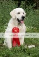Ch CZ & SK & PL CZ BRUCE of Dream Team ''U'' Best Retriever of the Year