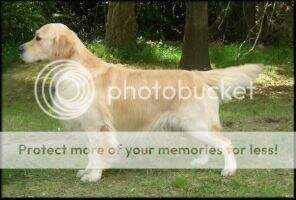 Aust CH Dobro Samurai Guy Aust CH Dobro Samurai Guy