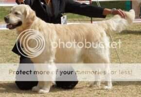 Ch Barleywood Autumn Lad of Goldenzauer Ch Barleywood Autumn Lad of Goldenzauer