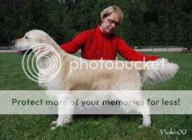 Hollygold Aprilstorm Hollygold Aprilstorm
