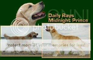 Daily Rays Midnight Prince Daily Rays Midnight Prince