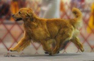 FCI AKC CH SHR Masters Thunder Storm RN CCA