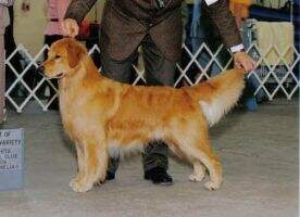 CH. Chuckanut Jetoca's Wingman CH. Chuckanut Jetoca's Wingman