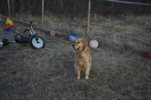 JBG'S YBFGoldens Queen 4 A Day
