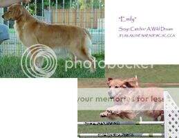 Sczyr Catchin' A Wild Dream RATN NF CCA Sczyr Catchin' A Wild Dream RATN NF CCA