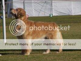 Aust Ch Goldog Alpine Kodiac