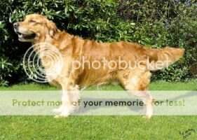 Riverdance Saxon Archer