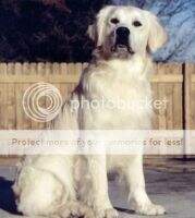 Perfect Peace Golden Pride