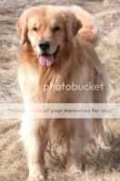 Ambercreek's Leo BPIG
