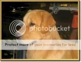 BPIS BR CH GOLDQUEST JERRY SEINFELD