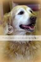 Sunfire Honey Girl Zoe
