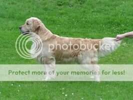 Royal Crest Gold-N Black Tie to Olde Klooster