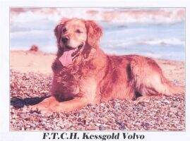 Eng. FT. CH. Kessgold Volvo Eng. FT. CH. Kessgold Volvo
