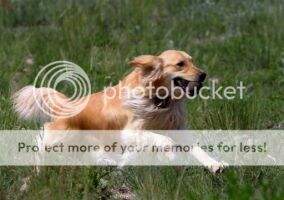 Kandiland Quincyridge Baylee Kandiland Quincyridge Baylee