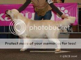 Junior Winner Joyous Blue Bird Qualified for Crufts 2005 Junior Winner Joyous Blue Bird Qualified for Crufts 2005